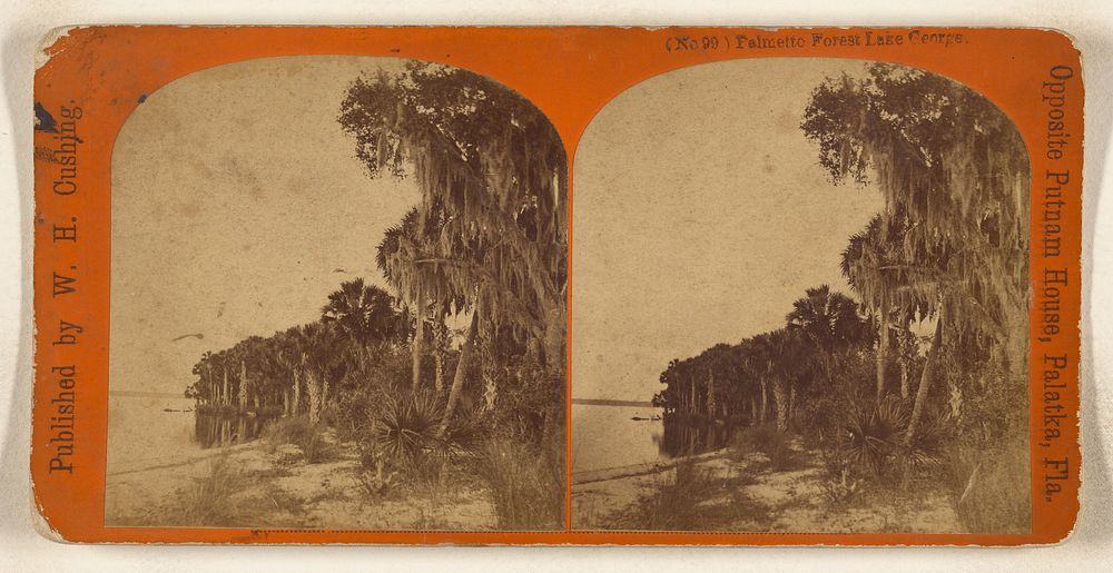 Palmetto Forest Lake George. [Florida] by W H Cushing