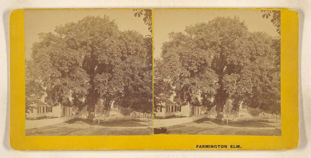 Farmington Elm. by Richard Storm De Lamater