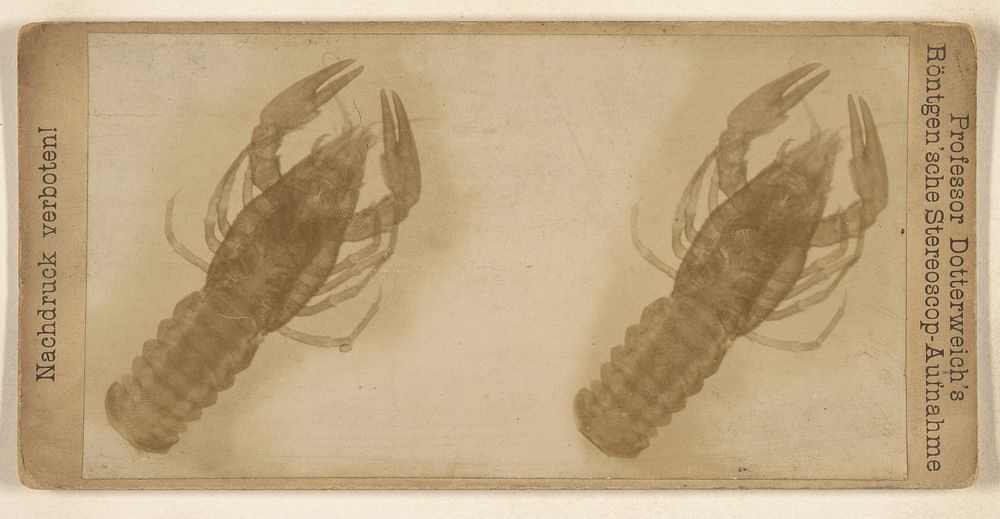 X-ray of a lobster by Dotterweich