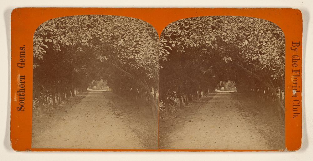 Orange Archway on Mr. Ball's Place, Known as Lovers' Lane. by Florida Club Charles Seaver Jr and George Pierron