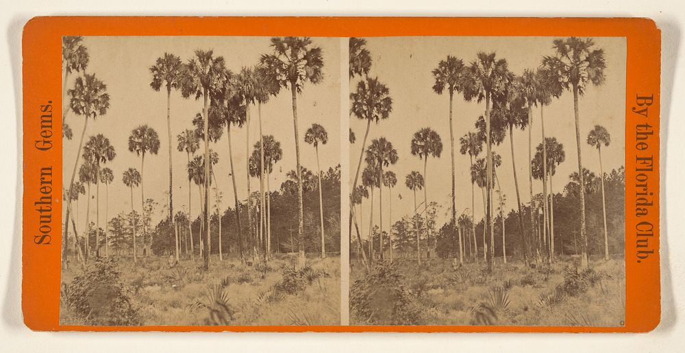 Group of Palmetto Trees, Near the City of St. Augustine, Florida. by Florida Club Charles Seaver Jr and George Pierron