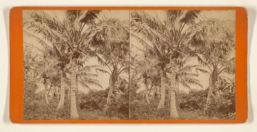 Cocoanut tree by Florida Club Charles Seaver Jr and George Pierron