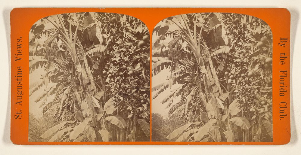 Banana Trees. by Florida Club Charles Seaver Jr and George Pierron