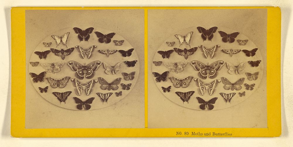 Moths and Butterflies by Benjamin West Kilburn