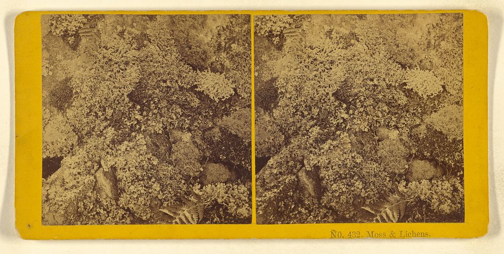 Moss & Lichens. by Benjamin West Kilburn