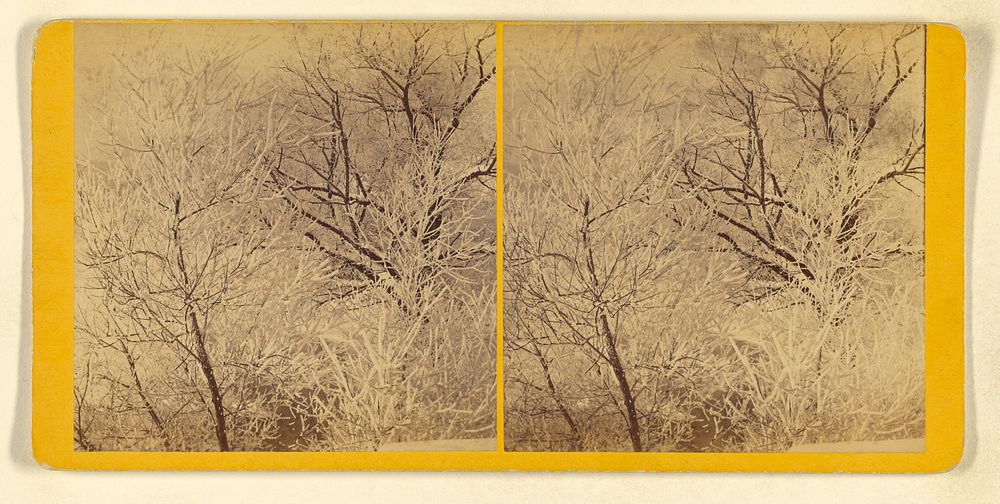 Trees with frost by Benjamin West Kilburn