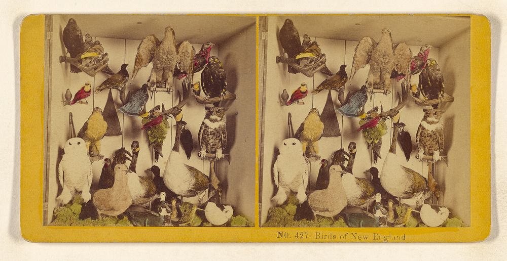 Birds of New England. by Benjamin West Kilburn