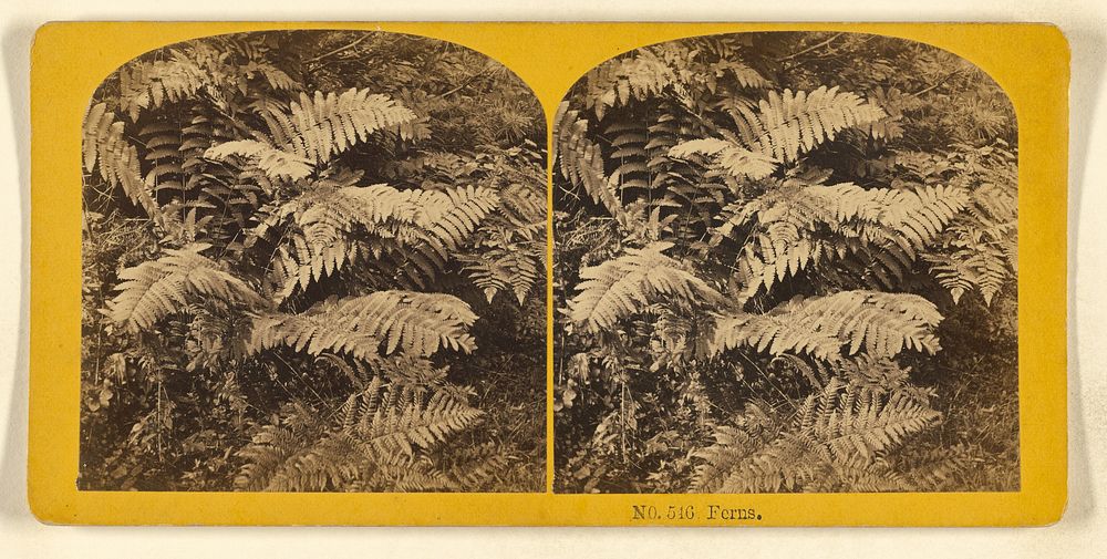 Ferns. by Benjamin West Kilburn