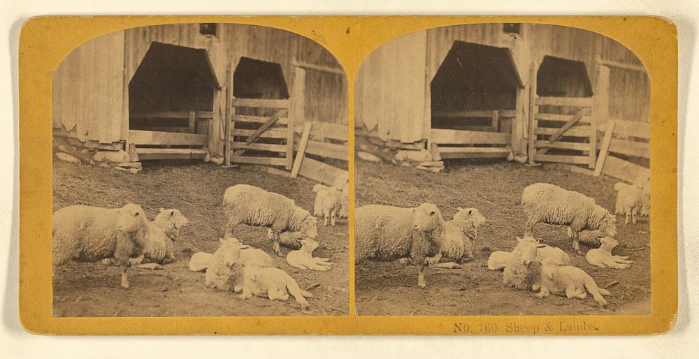 Sheep & Lambs by Benjamin West Kilburn