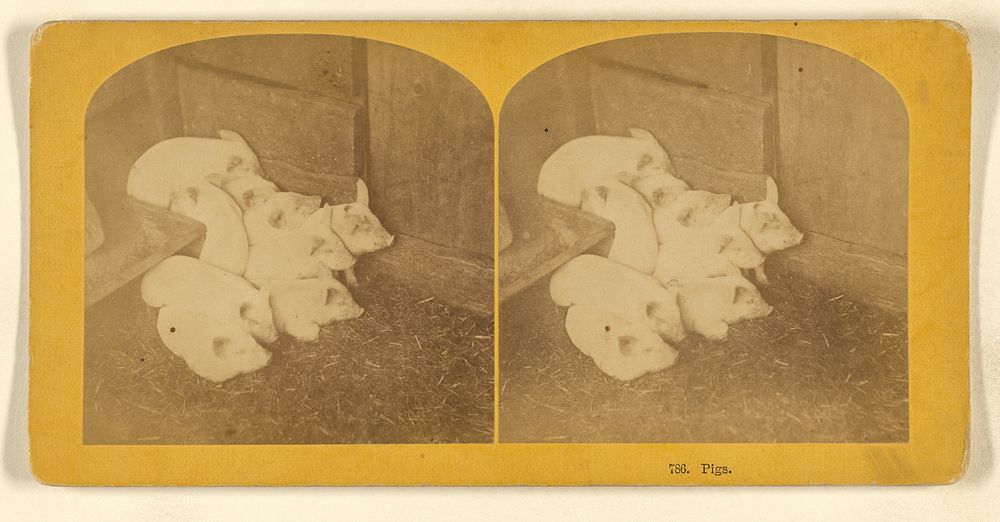 Pigs. by Benjamin West Kilburn