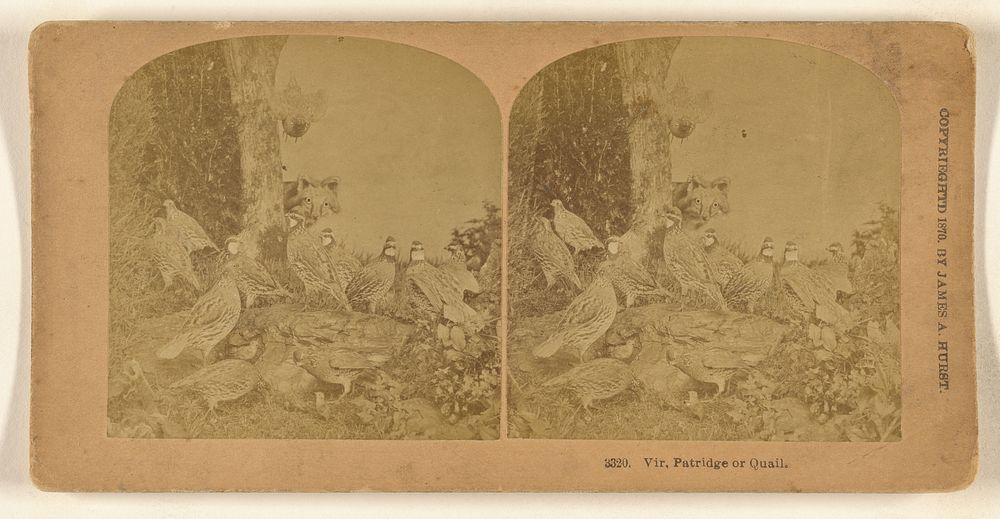 Vir. Patridge [sic] or Quail. by Benjamin West Kilburn