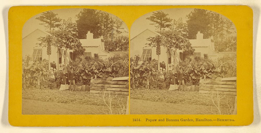 Papaw and Banana Garden, Hamilton. - Bermuda. by Benjamin West Kilburn