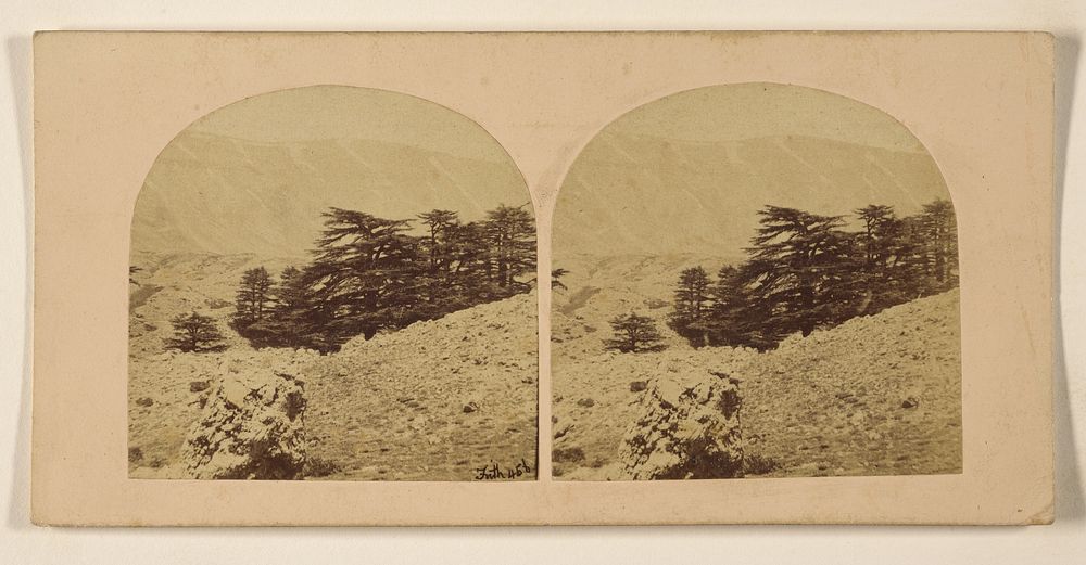 The Cedars of Lebanon. by Francis Frith