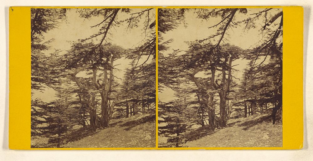 Cedars of Lebanon. - The largest of the Cedars. "The Cedars High and Lifted Up."... by Frank Mason Good