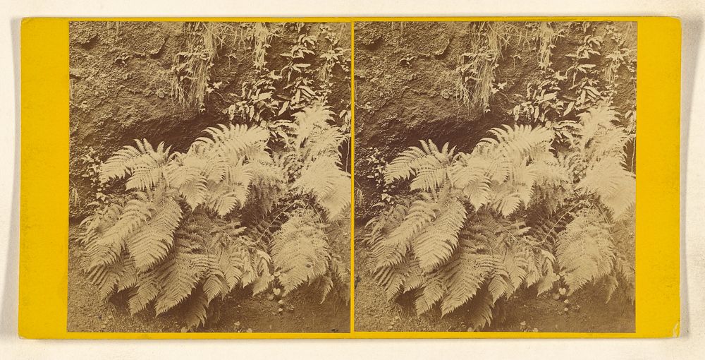 A Study of Ferns. by Frank Mason Good
