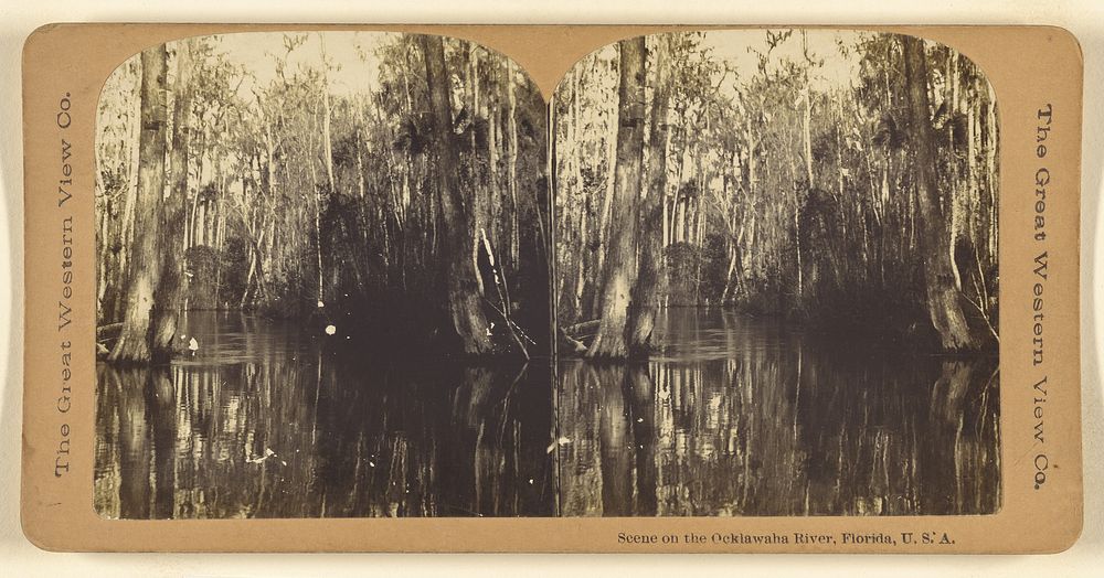 Scene on the Ocklawaha River, Florida, U.S.A. by The Great Western View Company