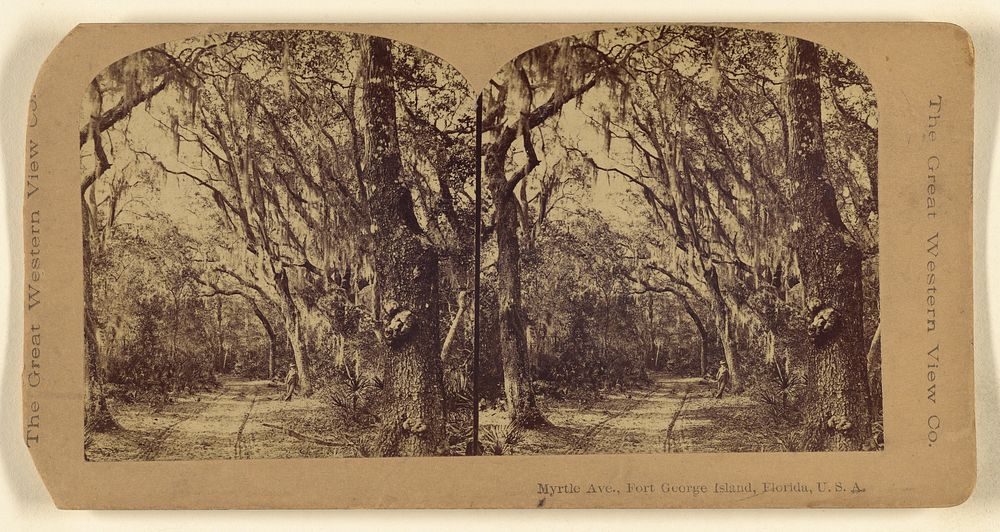 Myrtle Ave., Fort George Island, Florida, U.S.A. by The Great Western View Company