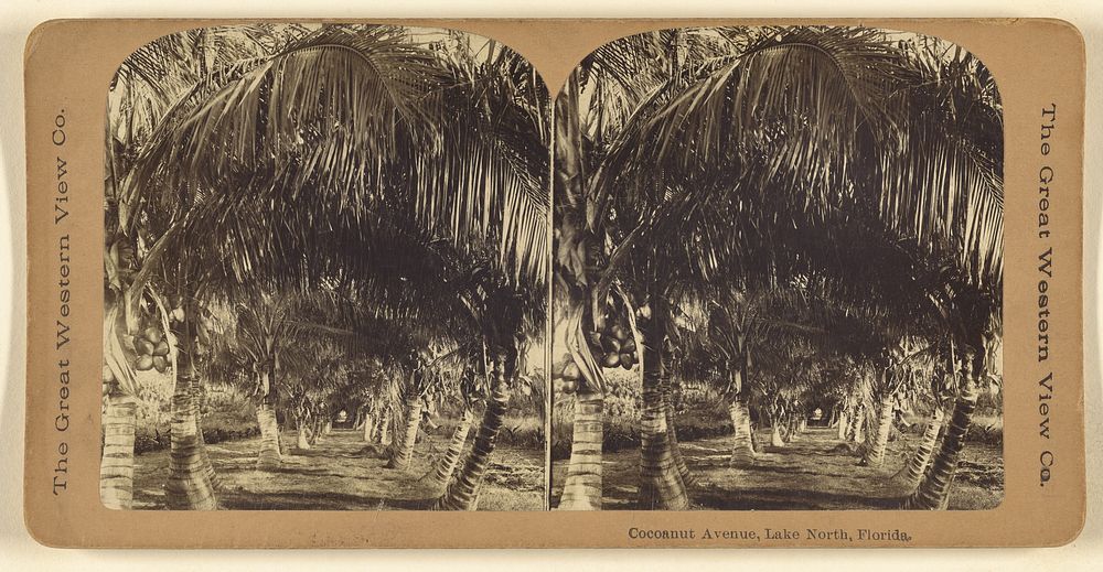 Cocoanut Avenue, Lake North, Florida. by The Great Western View Company