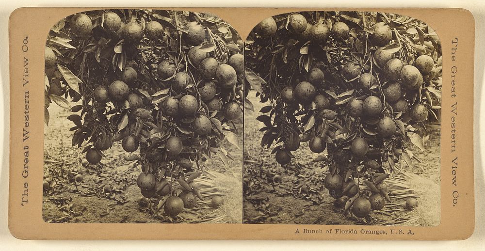 A Bunch of Florida Oranges, U.S.A. by The Great Western View Company