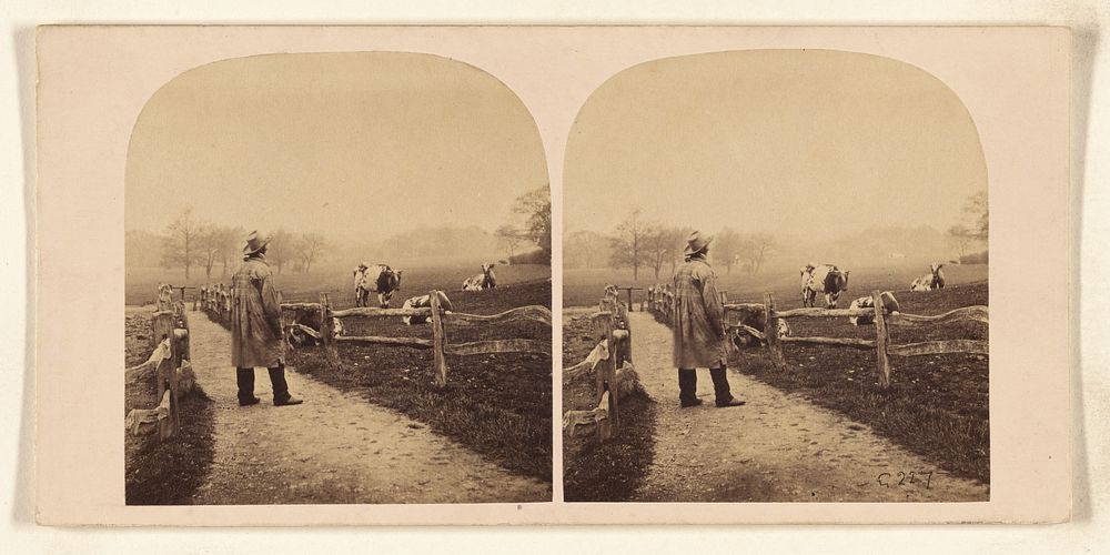 Man with hat standing in a path between two fenced areas, one with cows by William Grundy