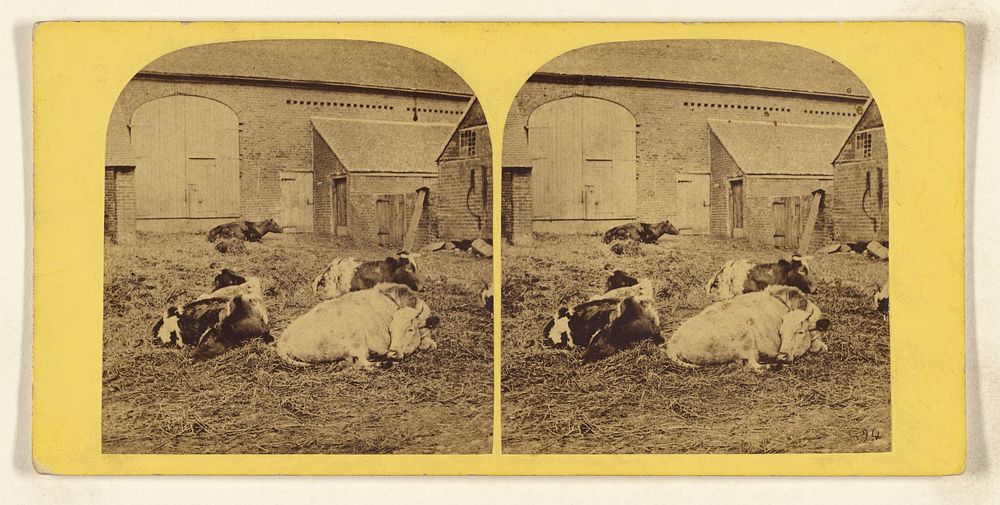 Cows in barnyard by William Grundy