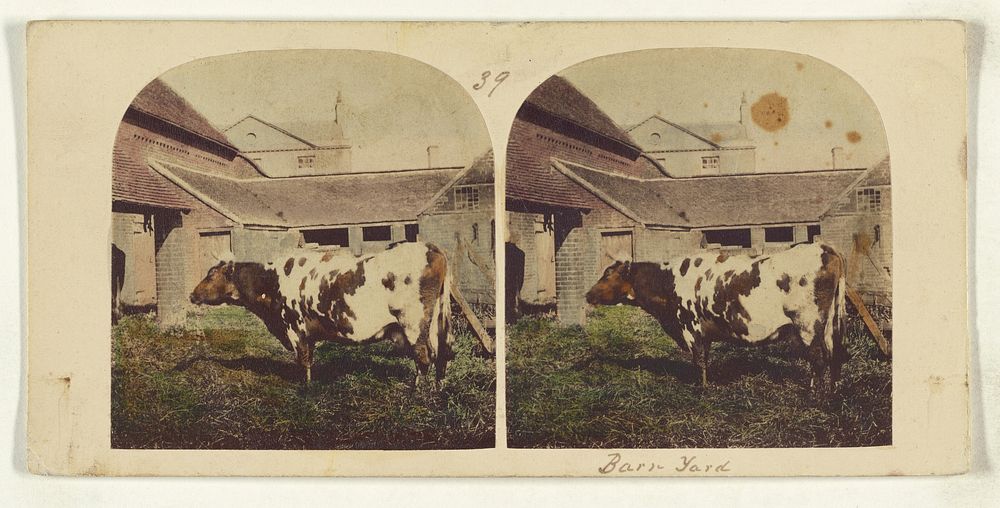 Cow in barnyard by William Grundy