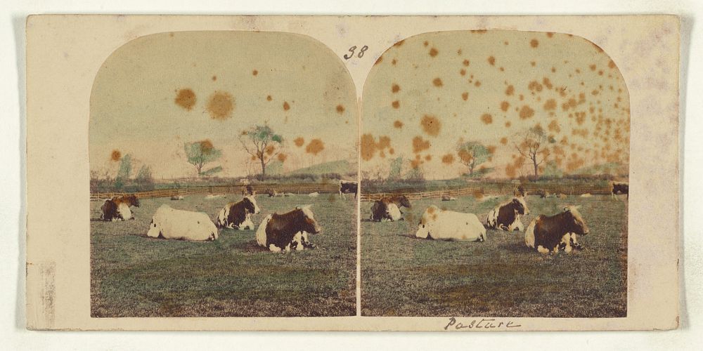 Cows in pasture by William Grundy