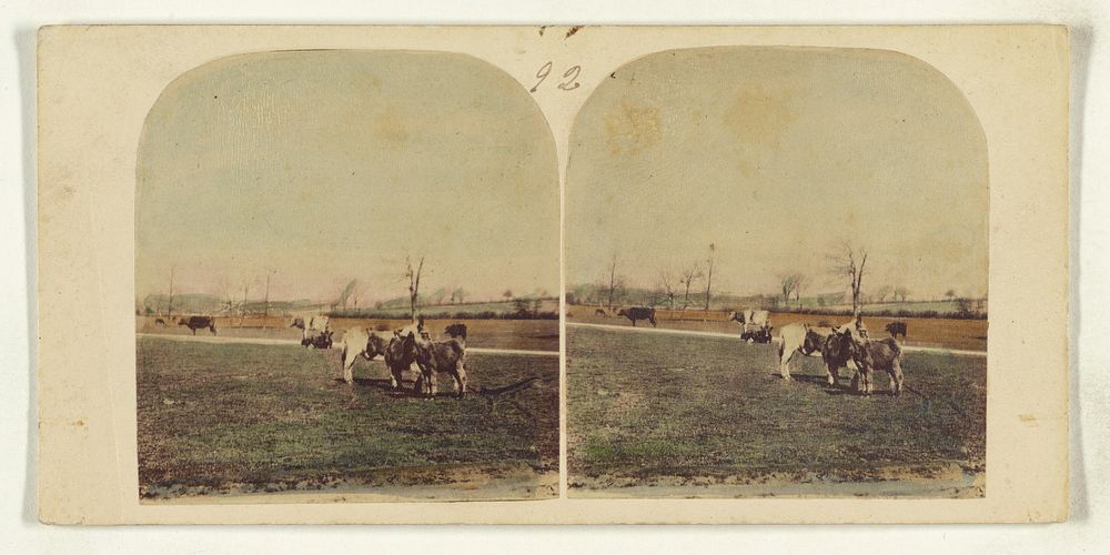 Donkeys in open field by William Grundy