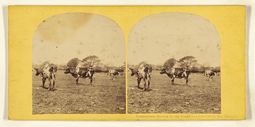 Stereoscopic Studies in the Nooks and Corners of Old England. [Cows in pasture] by William Grundy