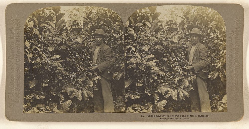 Coffee plantation showing the berries, Jamaica. by Carleton H Graves