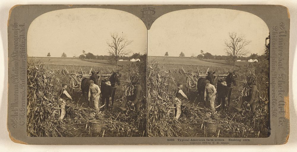 Typical American farm scenes. Husking corn. by Carleton H Graves