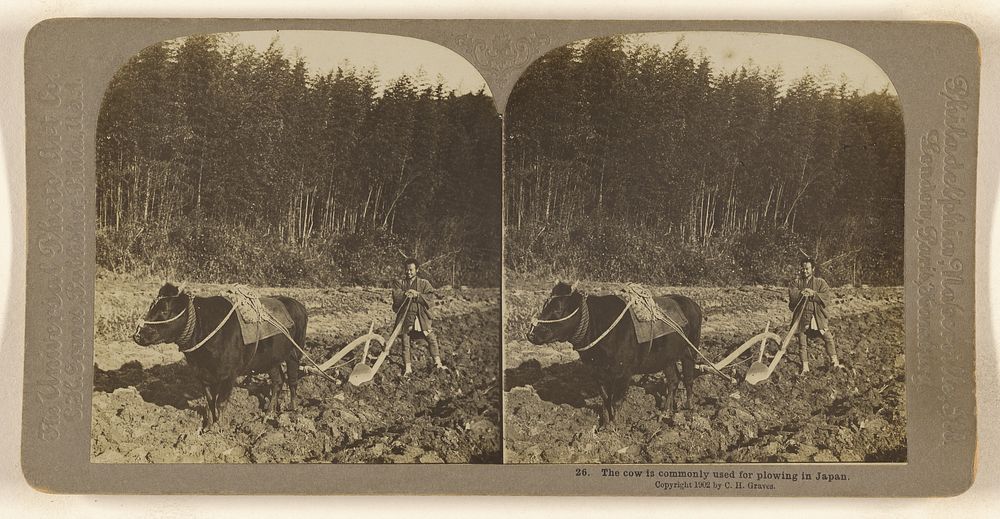 The cow is commonly used for plowing in Japan. by Carleton H Graves