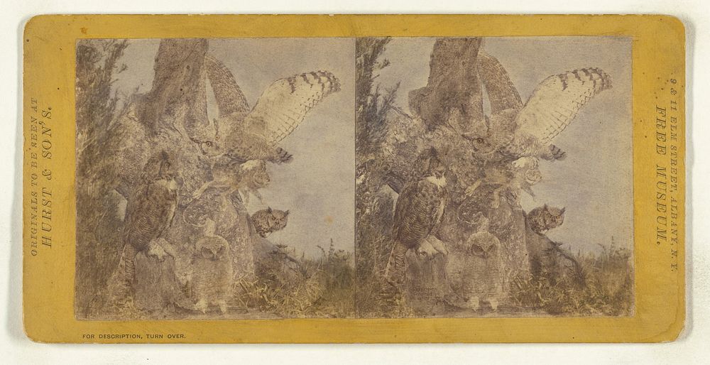 Class II, Order I, Accipitres. Family Strigidae. Great Horned Owl... by Eugene S M Haines