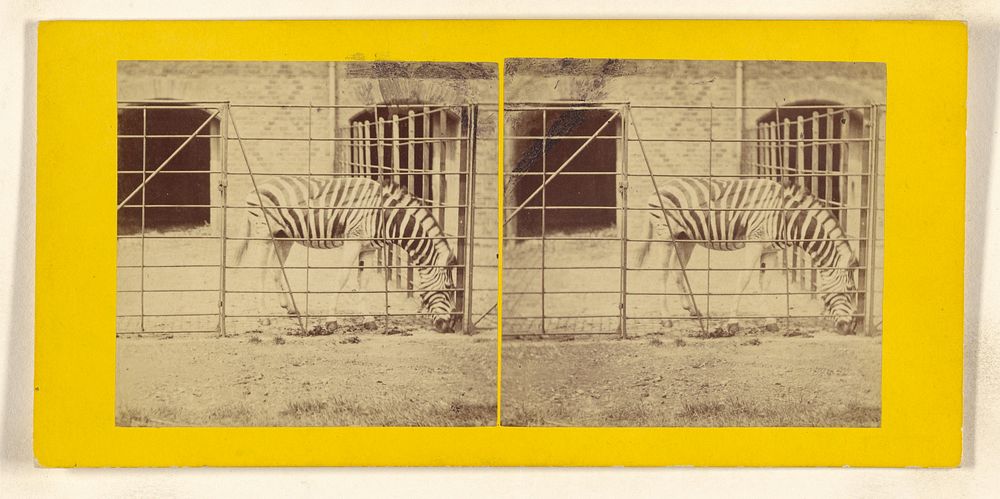 The Zebra, Burchell's, or Dauw. (Asinus Burchellii.) by Frank Haes