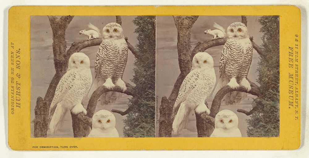 Class II, Order I, Accipitres. Family Strigidae. The Snowy Owl... by Eugene S M Haines