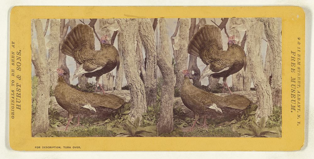 Class II, Order III, Gallinae. Family Phasianidae. The Wild Turkey... by Eugene S M Haines