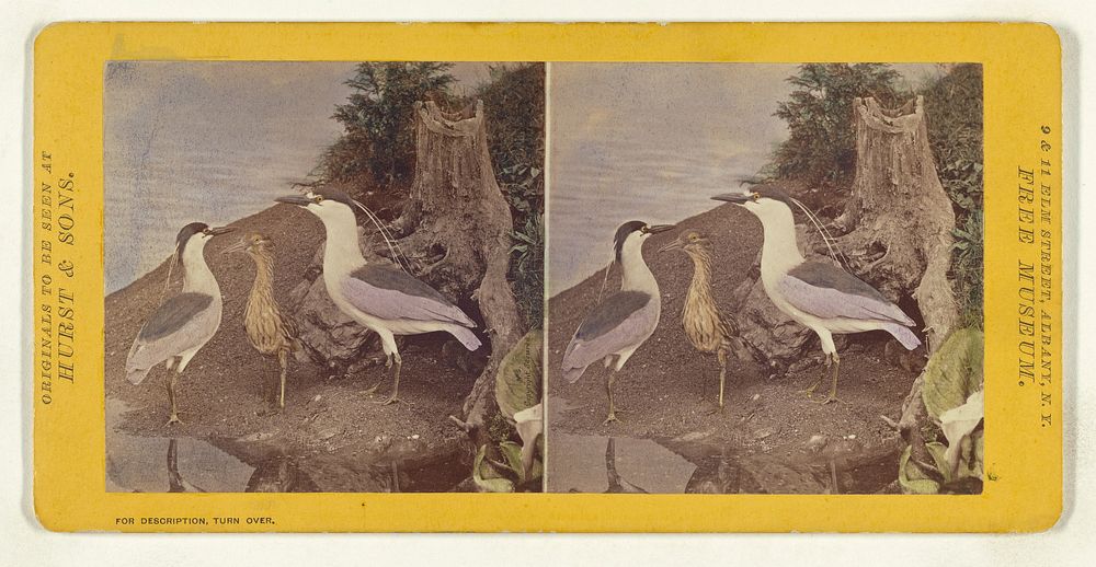 Class II, Order IV, Grallae. Family Gruidae. The Black-Crowned Night Heron... by Eugene S M Haines
