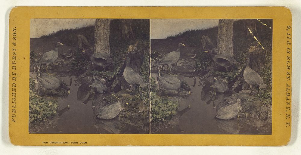 Class II, Order V. Lobipedes. Family Podicipidae. American Coot... by Eugene S M Haines
