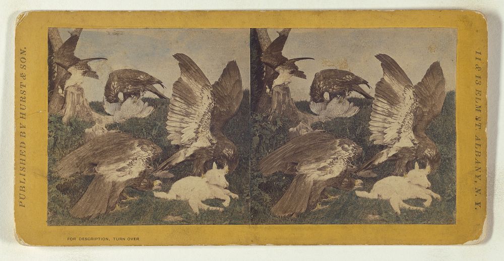 Class II, Order I, Accipitres. Family Falconidae. Brown or Bald Eagle... by Eugene S M Haines