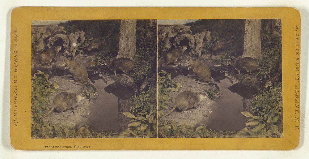 Class I, Order IV, Rodentia. Family Castoridae. Musquash... by Eugene S M Haines
