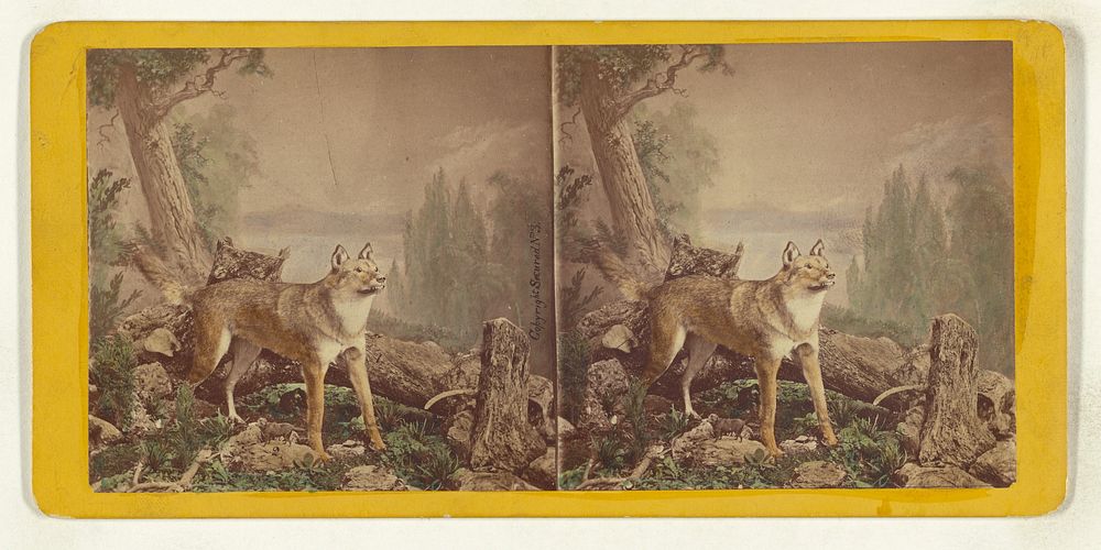 Class I, Order III, Carnivora. Family Canidae. The American Wolf... by Eugene S M Haines