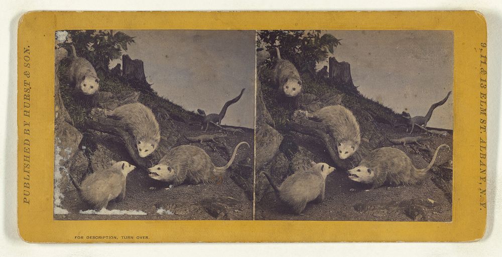 Class I, Order II, Marsupiata. Family Didelphidae. American Opossum... by Eugene S M Haines