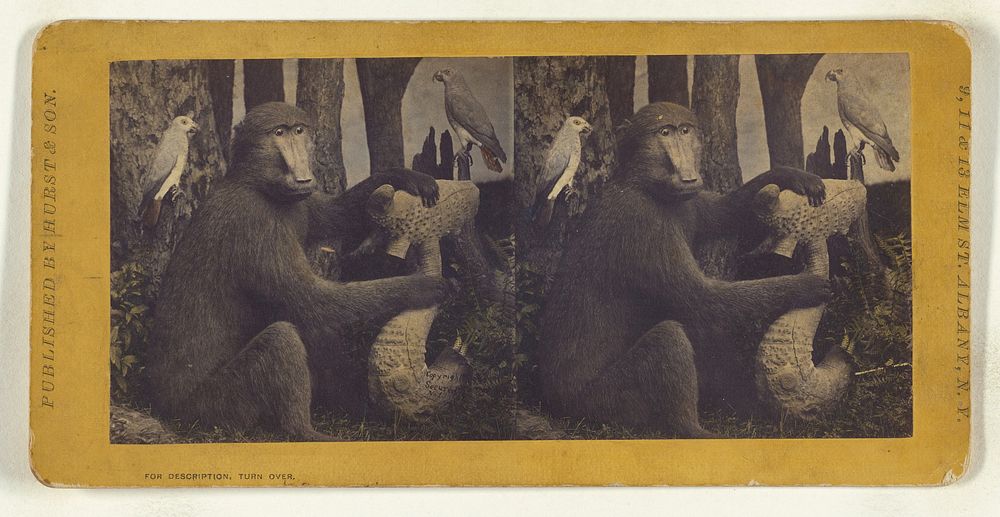 The Gorilla, from Africa, supposed to be our next of kin. by Eugene S M Haines
