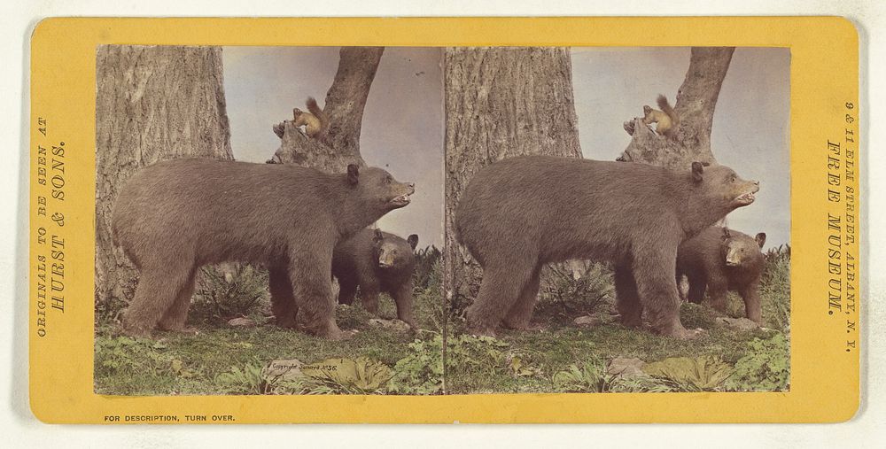 Class I, Order III, Carnivora. Family Ursidae. The American Black Bear... by Eugene S M Haines