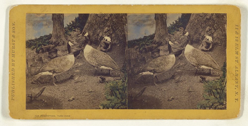 Class II, Order VI, Natatores. Family Anatidae. The Canada Goose... by Eugene S M Haines