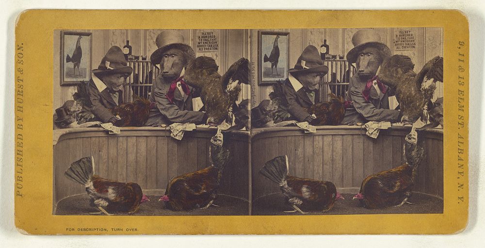 The Chicken dispute. by Eugene S M Haines