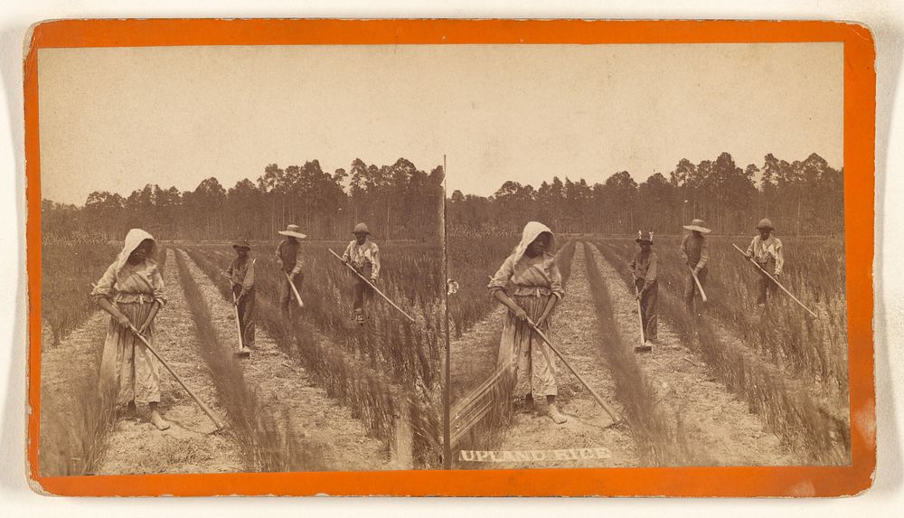 Upland Rice [Savannah, Georgia] by O Pierre Havens