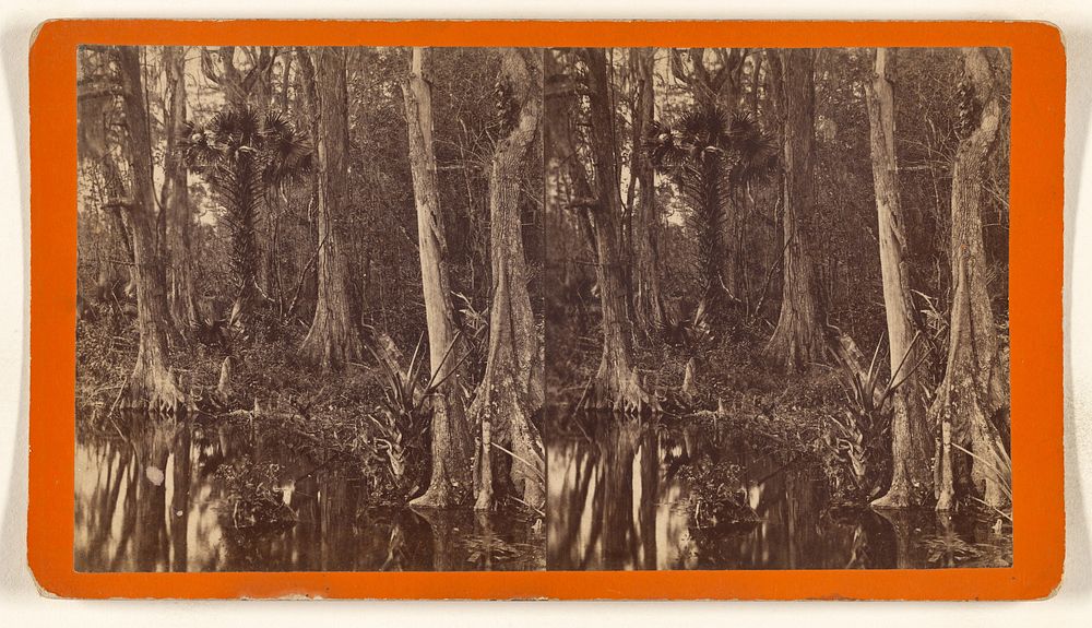 Swamp, Silver Springs, Florida by O Pierre Havens
