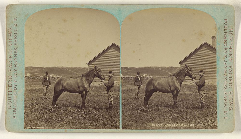 War Horse Comanche.[Capt. Myles Keoghs' horse "Comanche" who was wounded by numerous arrows & bullet wounds at Little Big…