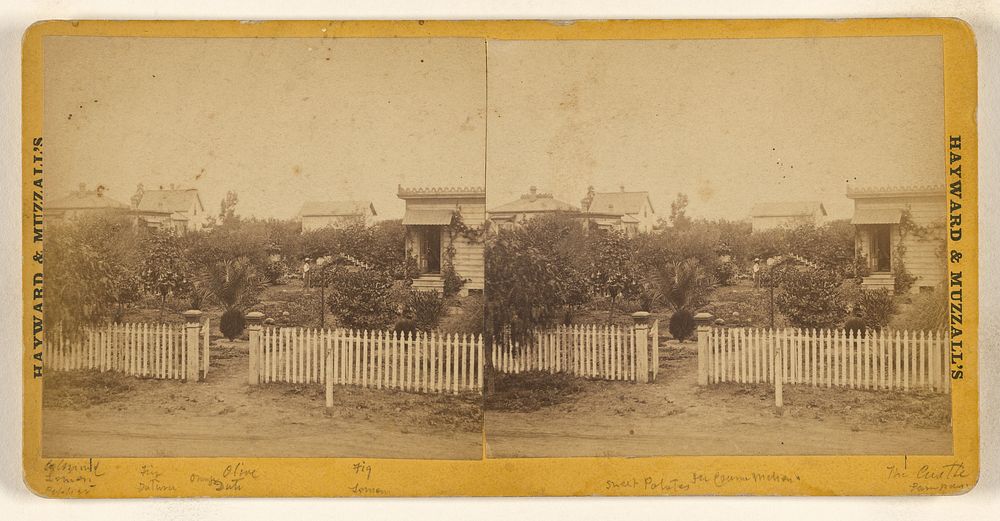 View of garden of a home, Santa Barbara, California by E J Hayward and H W Muzzall